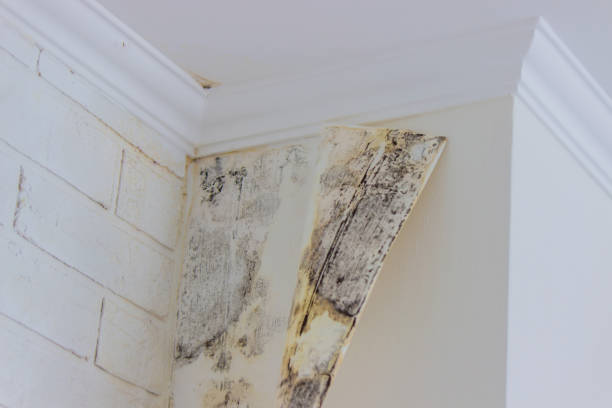 Professional Mold Removal in Jamul, CA